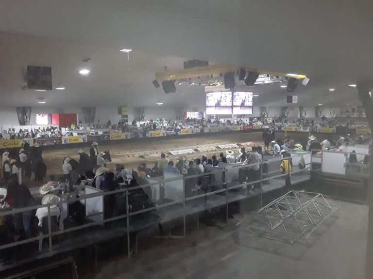 5.1. Feria Equina.
